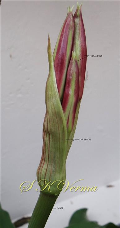  Young Inflorescence